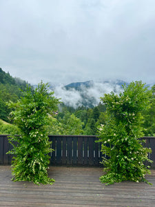 Flower Masterclass                                        Raum Installation